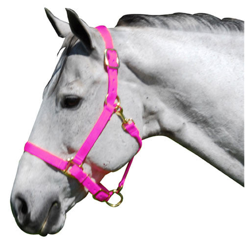 Nylon Adjustable Halter Neon Colors – Dark Horse Tack Company
