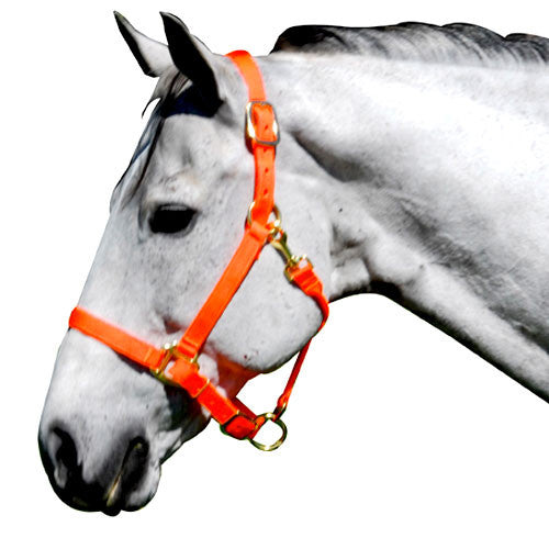 Nylon Adjustable Halter Neon Colors – Dark Horse Tack Company