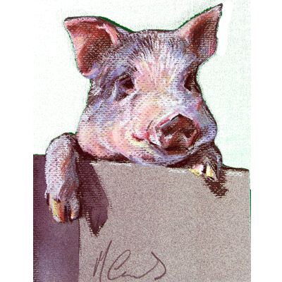 Greeting Cards - Inquisitive (Pig) - 6 pack