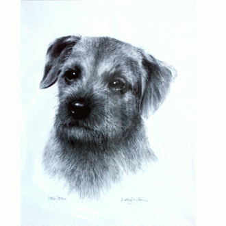 Corinium Fine Art Dog Prints - Border Terrier