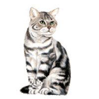 Silver Tabby Cat Jumbo Magnet