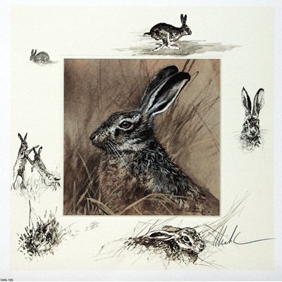 Sally Mitchell Fine Art Wildlife Prints - The Hare