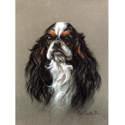 Sally Mitchell Fine Art Dog Prints - Tricolor Cavalier