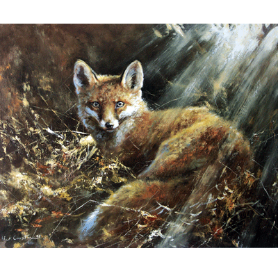 Sally Mitchell Fine Art Wildlife Prints - Charlie (Fox)