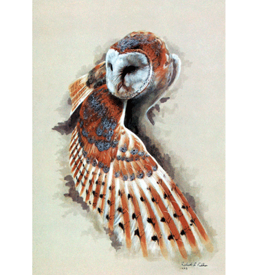 Sally Mitchell Fine Art Wildlife Prints - The Barn Owl