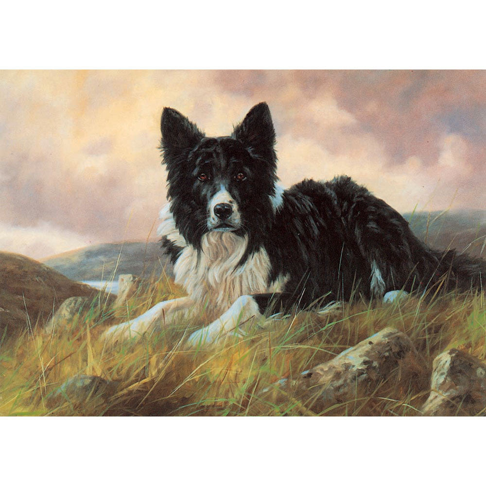 Dogs - Collie on the Hillside (Border Collie) - 6 pack