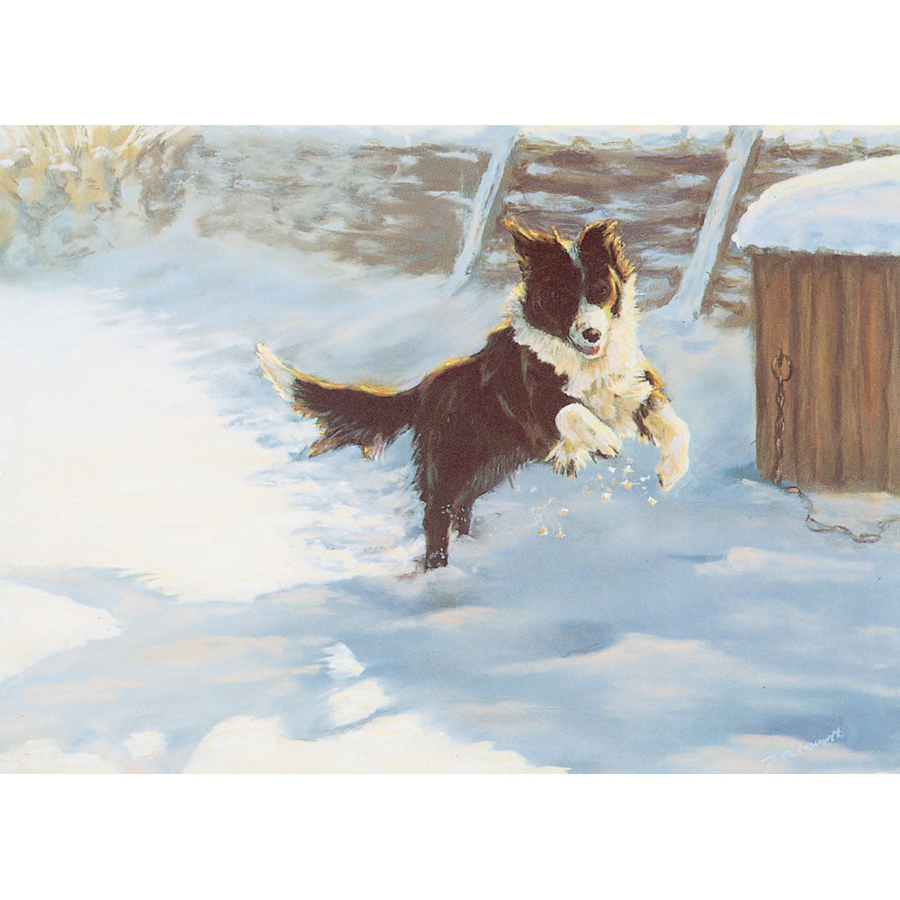 Dogs - Snow, Sun and Fun (Border Collie) - 6 pack