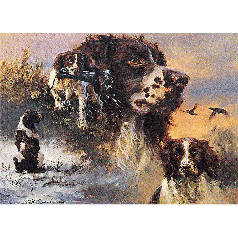 Dogs - Springer Spaniels (English Springer) - 6 pack