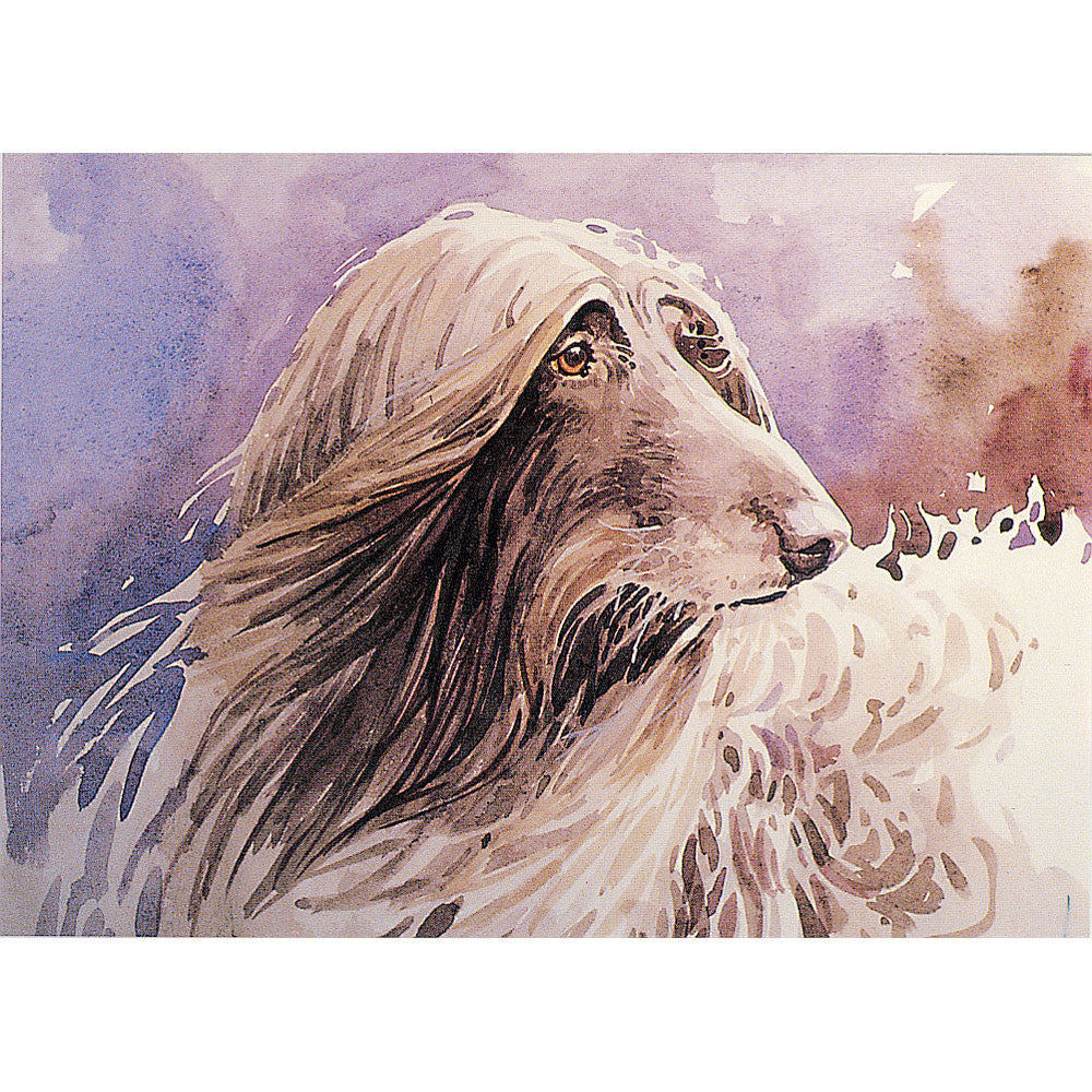 Dogs - Afghan Hound - 6 pack