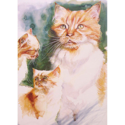 Cats - The Ginger Tom - 6 pack
