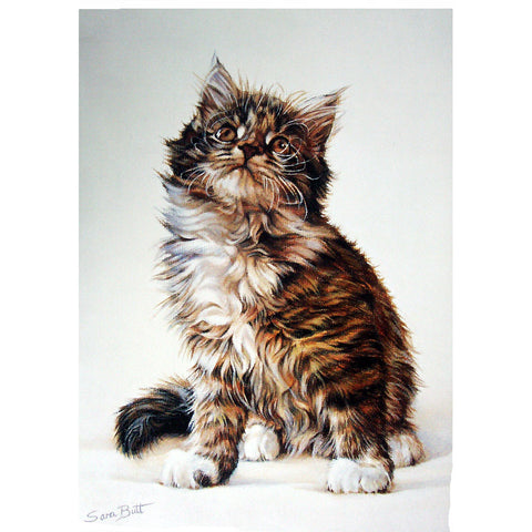 Cats - Tabby Kitten - 6 pack