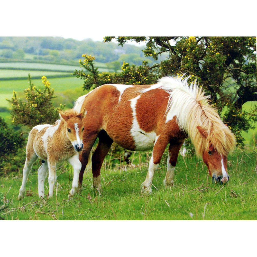 Horses - Summer Pasture - 6 pack