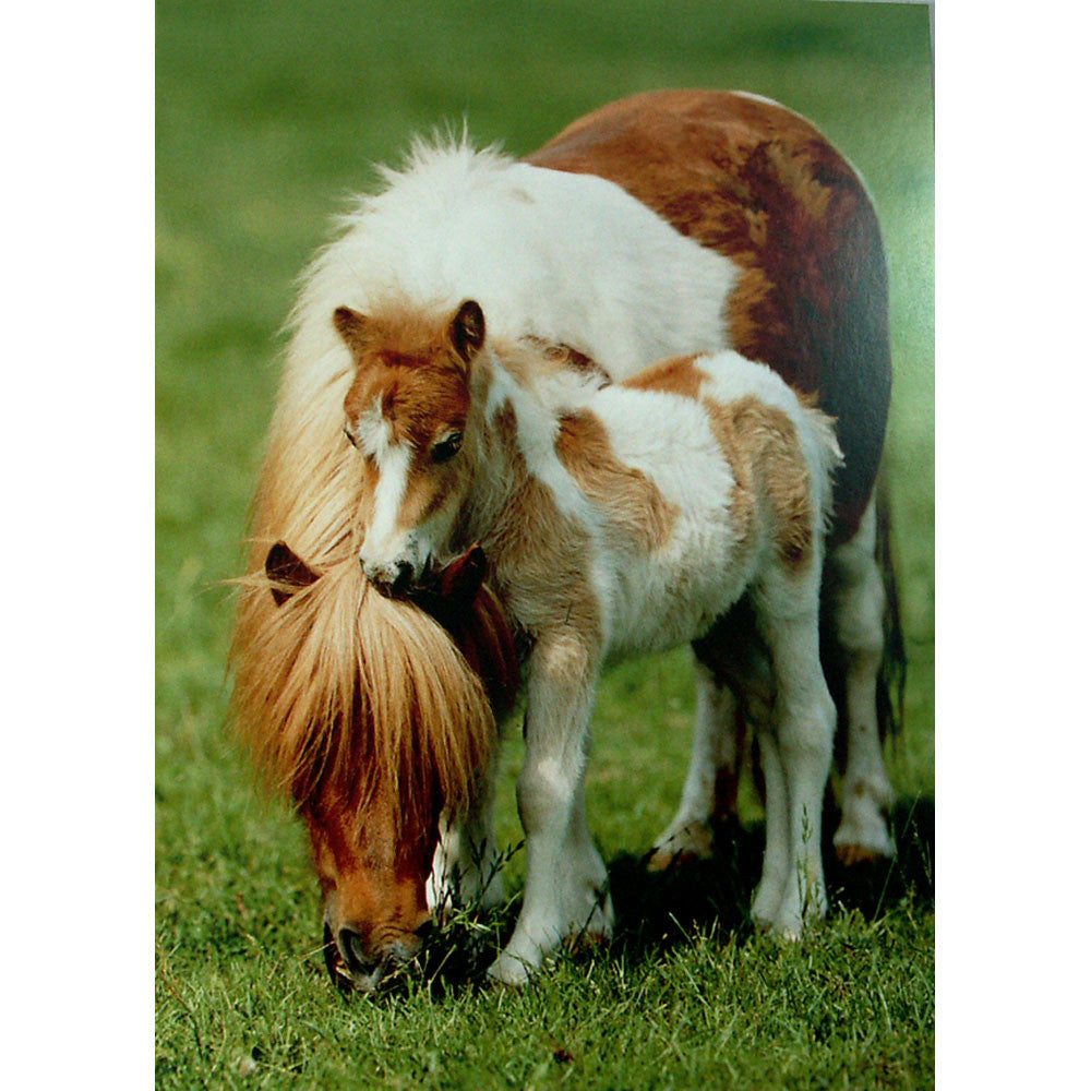 Horses - Shetland Pony and Foal - 6 pack