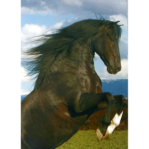 Horses - The Stallion - 6 pack