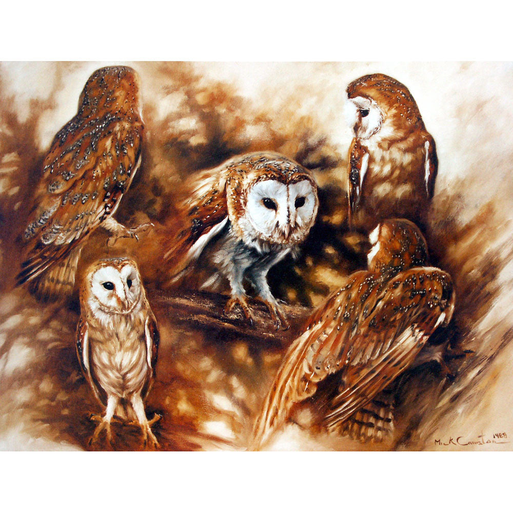 Sally Mitchell Fine Art Wildlife Prints - Barn Owl
