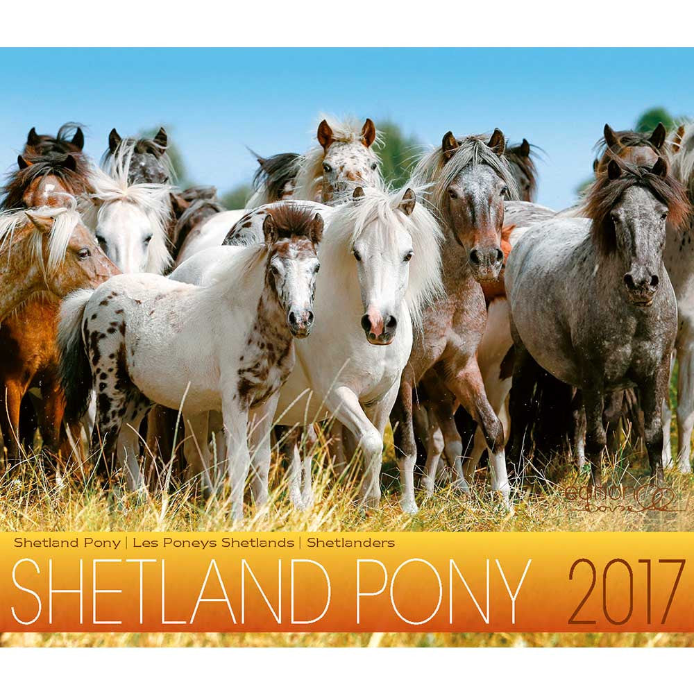 Mid Sized Calendar Boiselle Shetland Ponies
