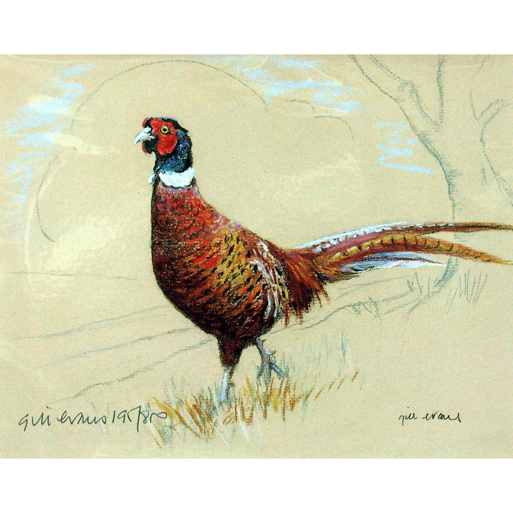 Corinium Fine Art Wildlife Prints - Pheasant