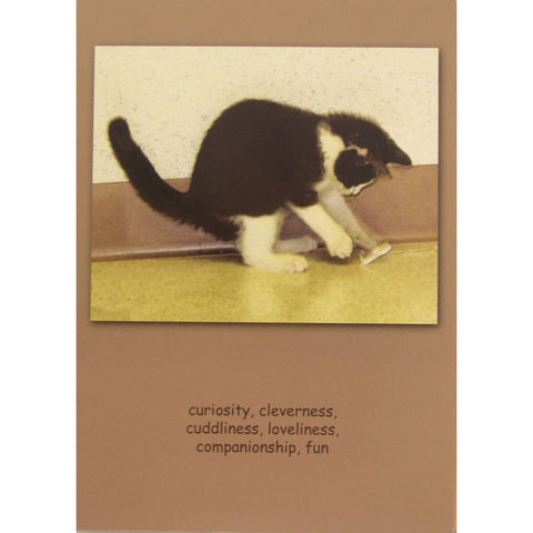 Cat Sympathy Card | Curiosity Cleaverness 6 pack