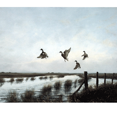 Sally Mitchell Fine Art Wildlife Prints - Mallards Rising
