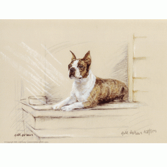 Corinium Fine Art Dog Prints - Boston Terrier