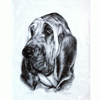 Corinium Fine Art Dog Prints - Bloodhound